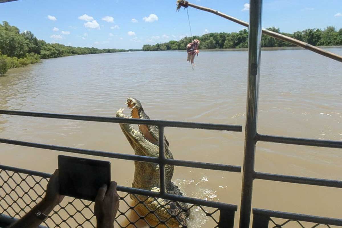 A crocodile jumps up in front of the boat to eat a piece of meat
