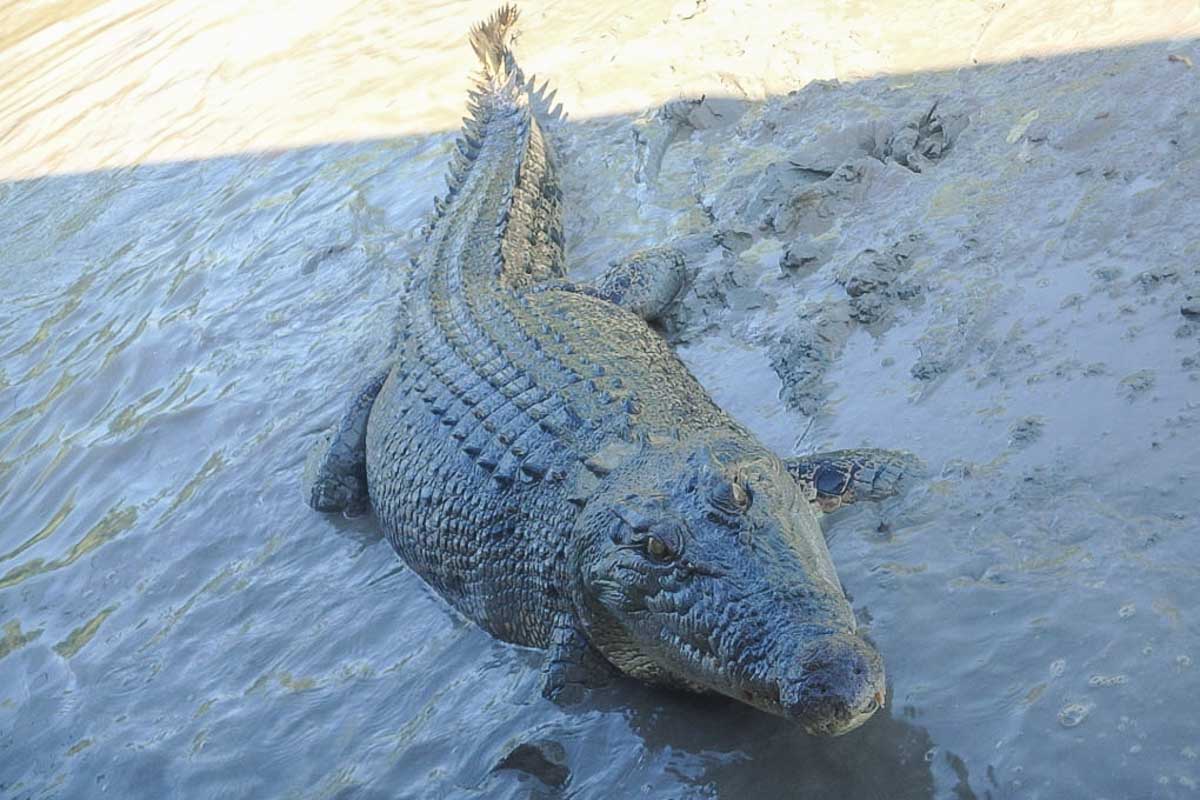 A-crocodile-laying-in-the-mud-seen-on-a-croc-cruis-from-Darwin
