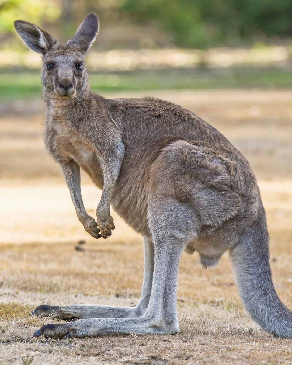 A kangaroo in Grampians National Park in Australia