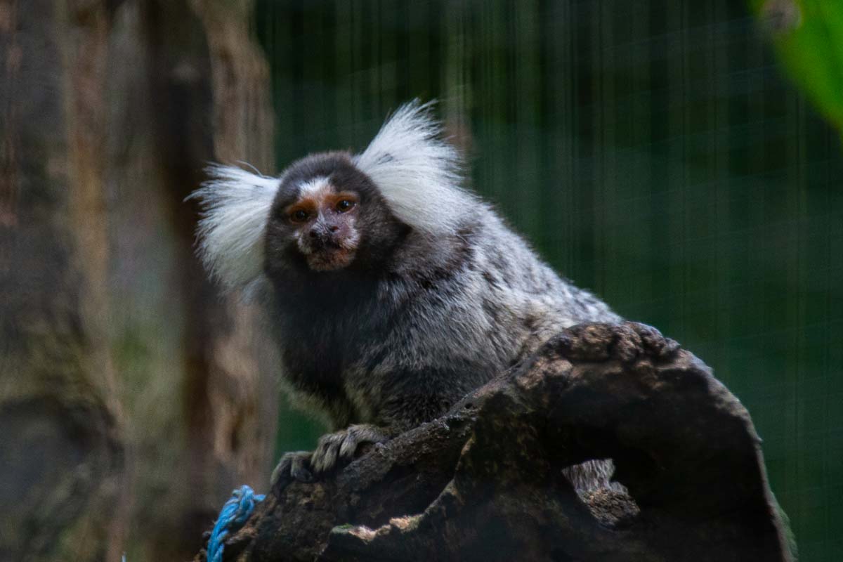 A monkey at the Monkey Park Foundation