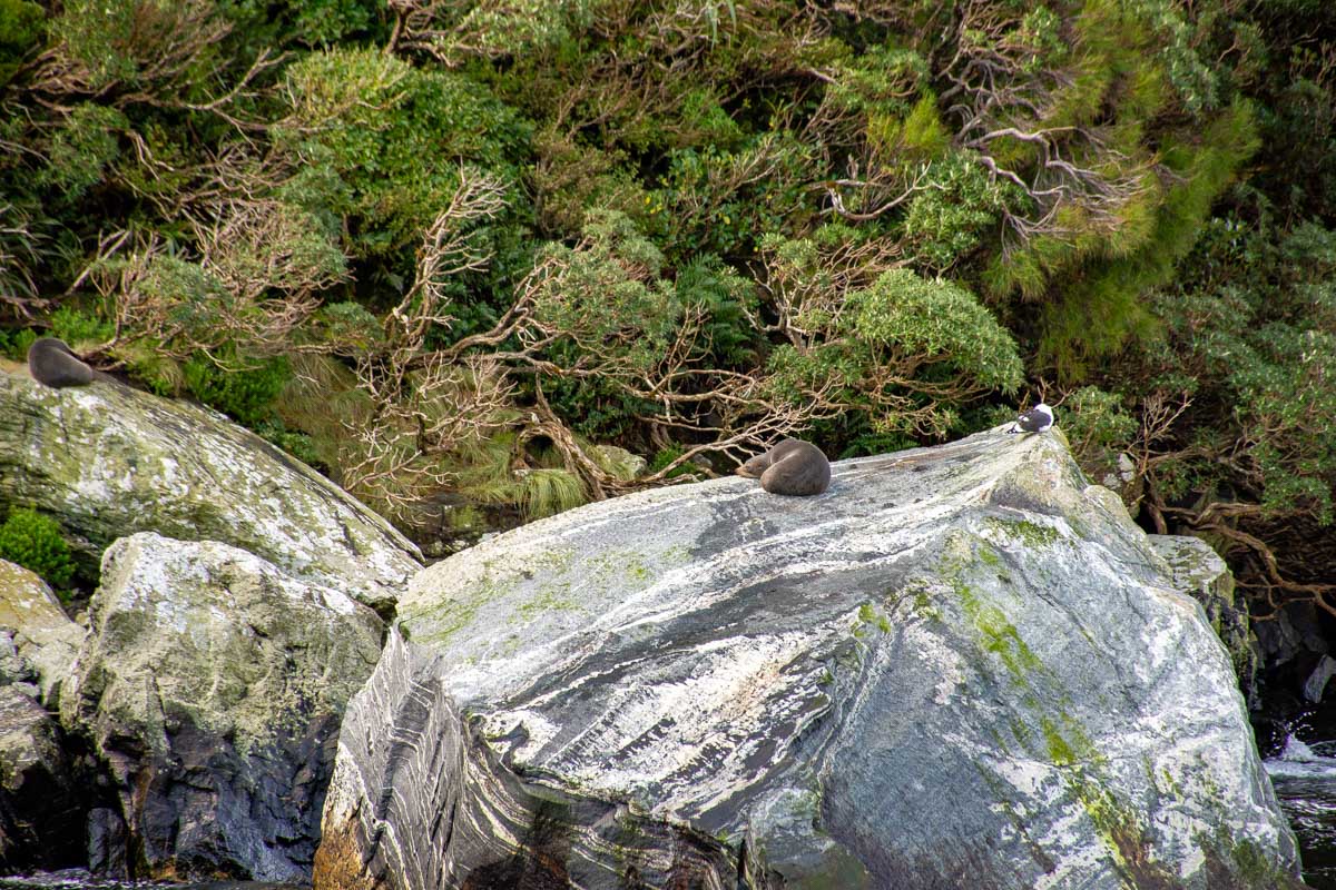 A seal on a roack on the milford sound nature cruise new zealand