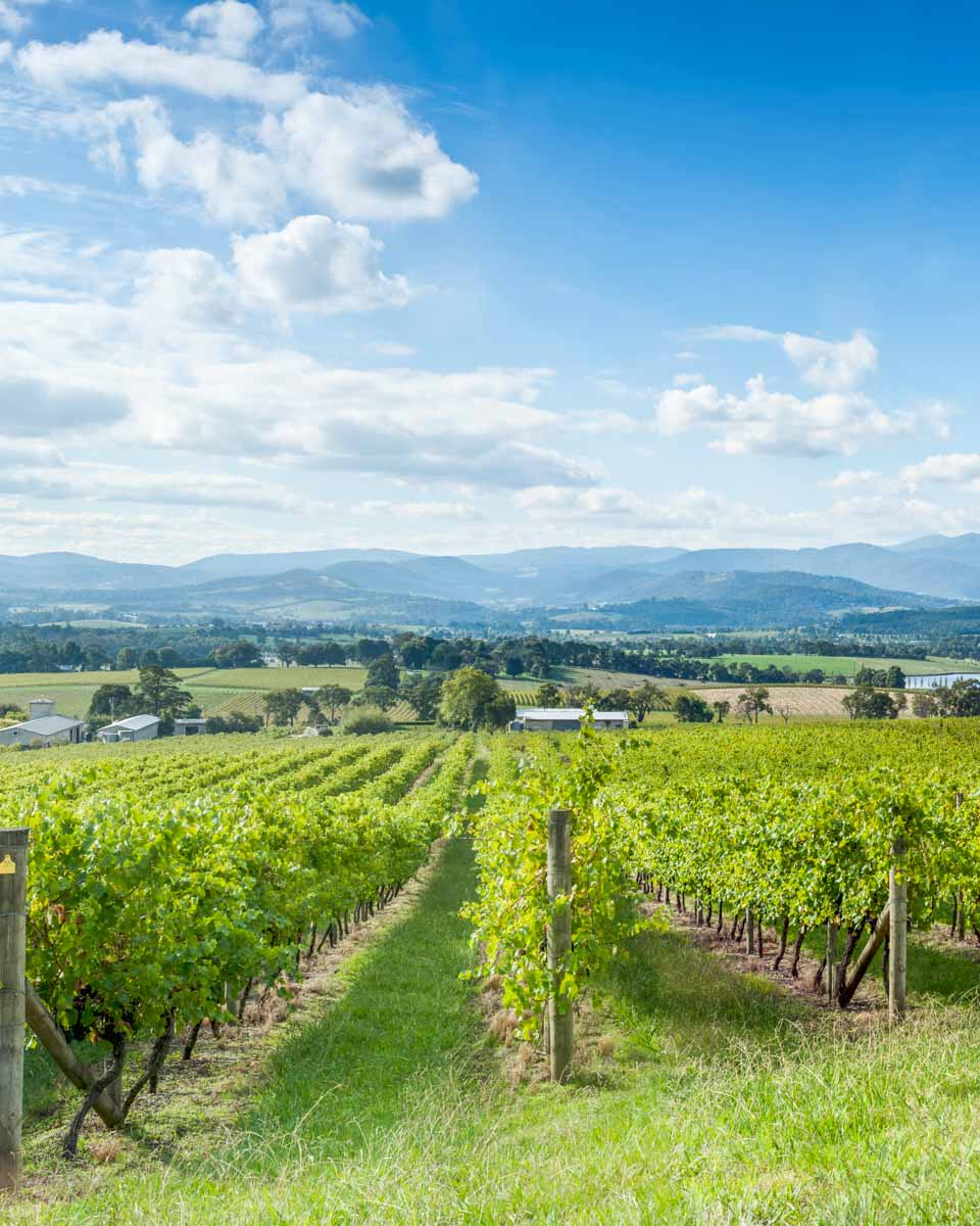 Grape vines at a winery in the Yarra Valley, Melbourne