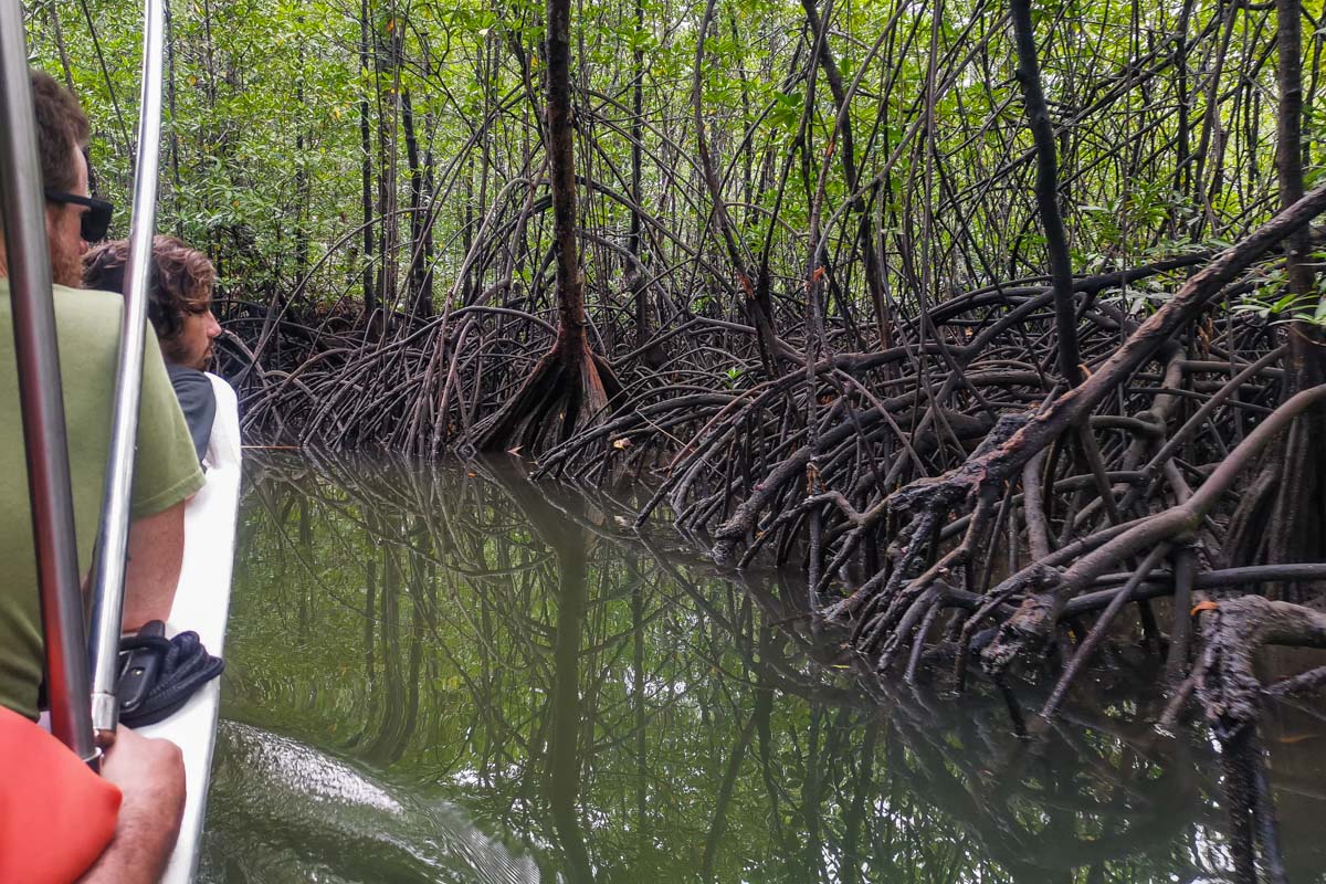 The mangroves in Tamarindo!