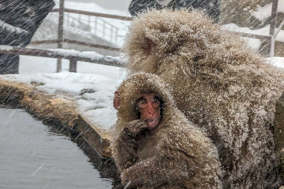 A baby monkey in the snow on a klook tour in Japan