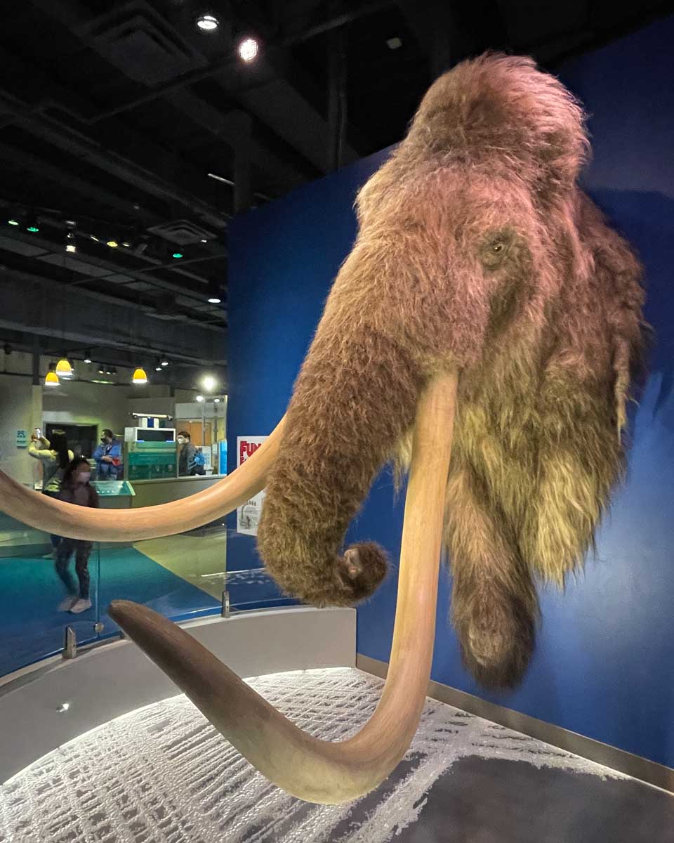A mammoth head at the Liberty Science Center Jersey