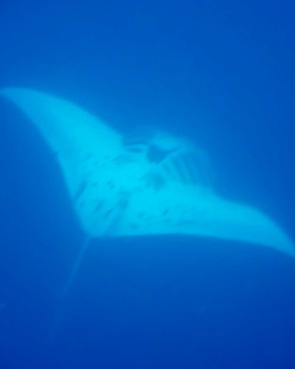 A manta ray at Barefoot Manta Resort Fiji