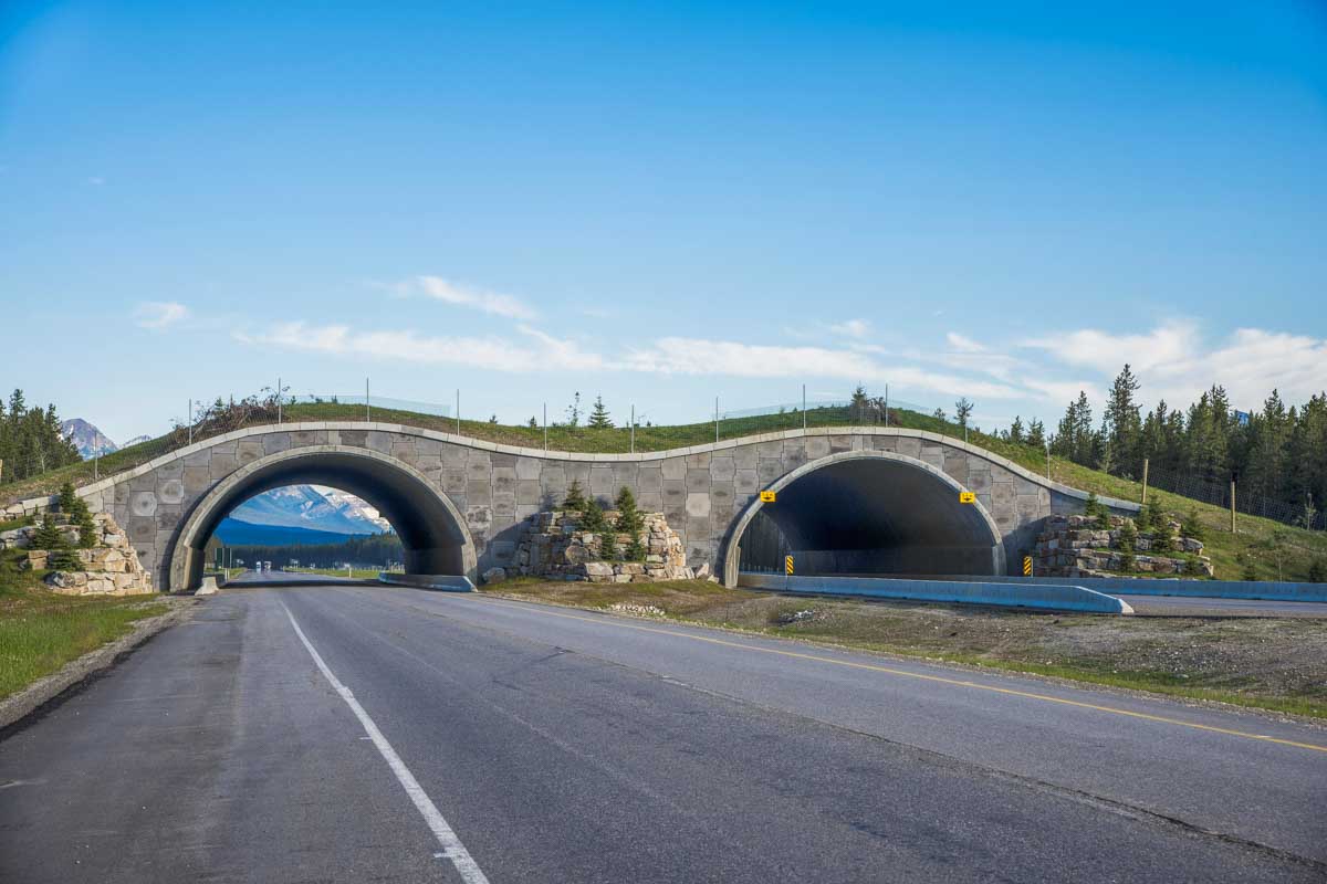 A wildlife crossing as seen from a shuttle from Calgary to Lake Louise Canada