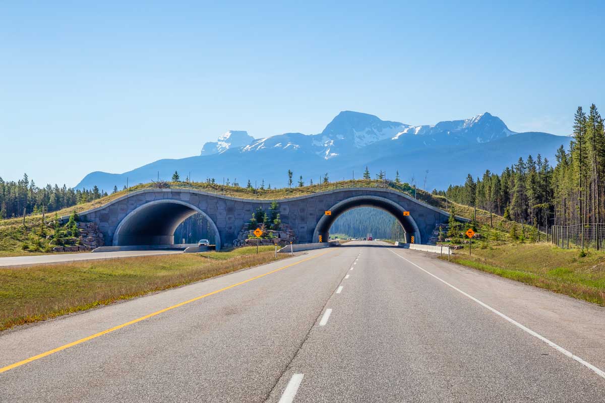 A wildlife crossing between Calgary and Lake Louise Canada