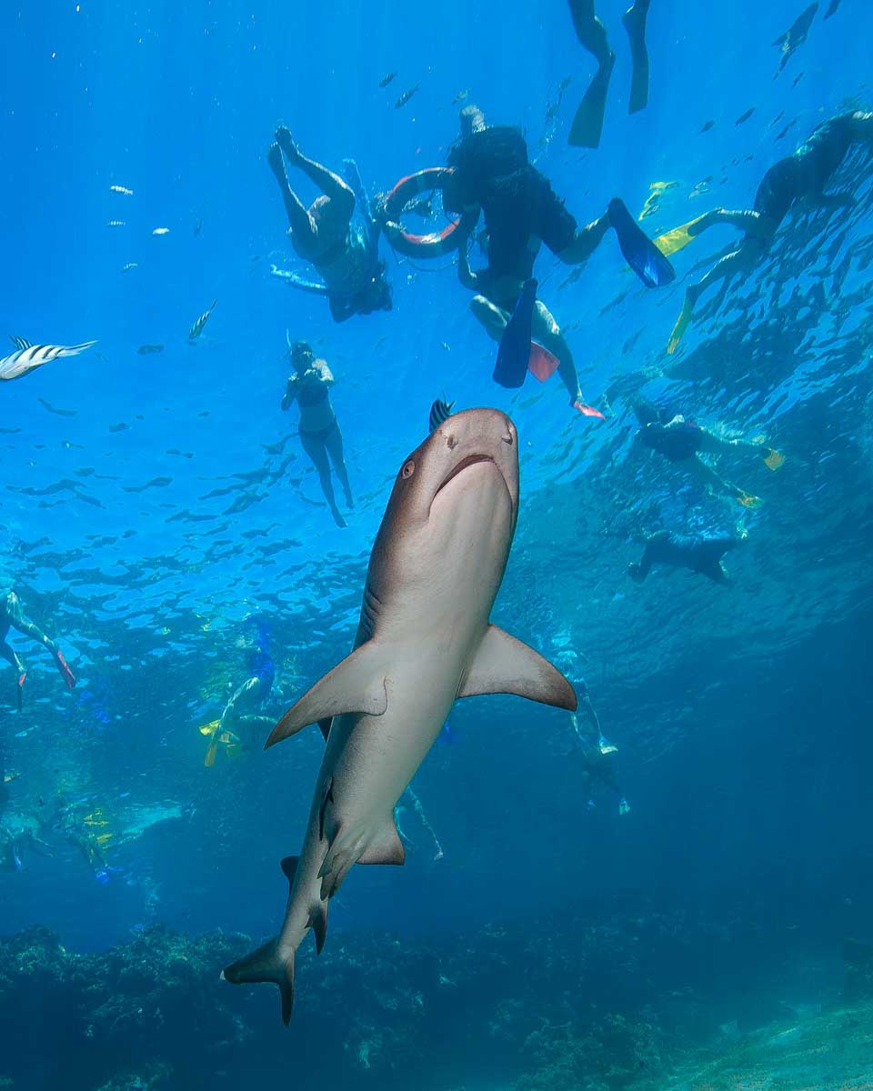 People snorkel with sharks on a multi day cruise fiji