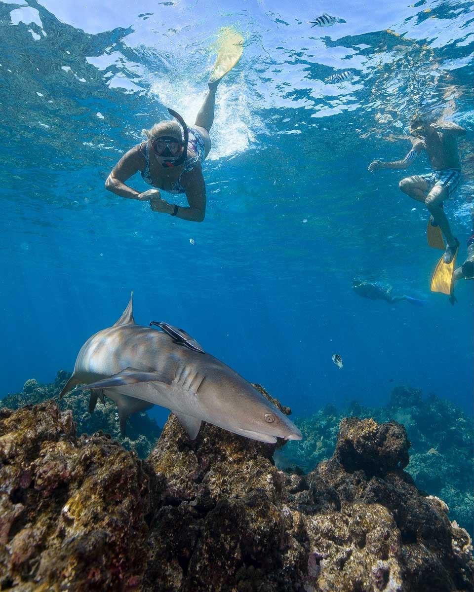 People swim with sharks on a multi day cruise Fiji