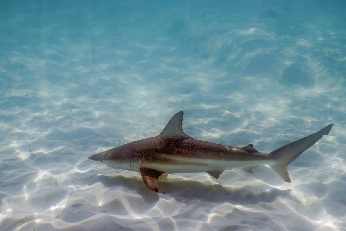 A reef shark seen when snorkeling on a multi day cruise fiji