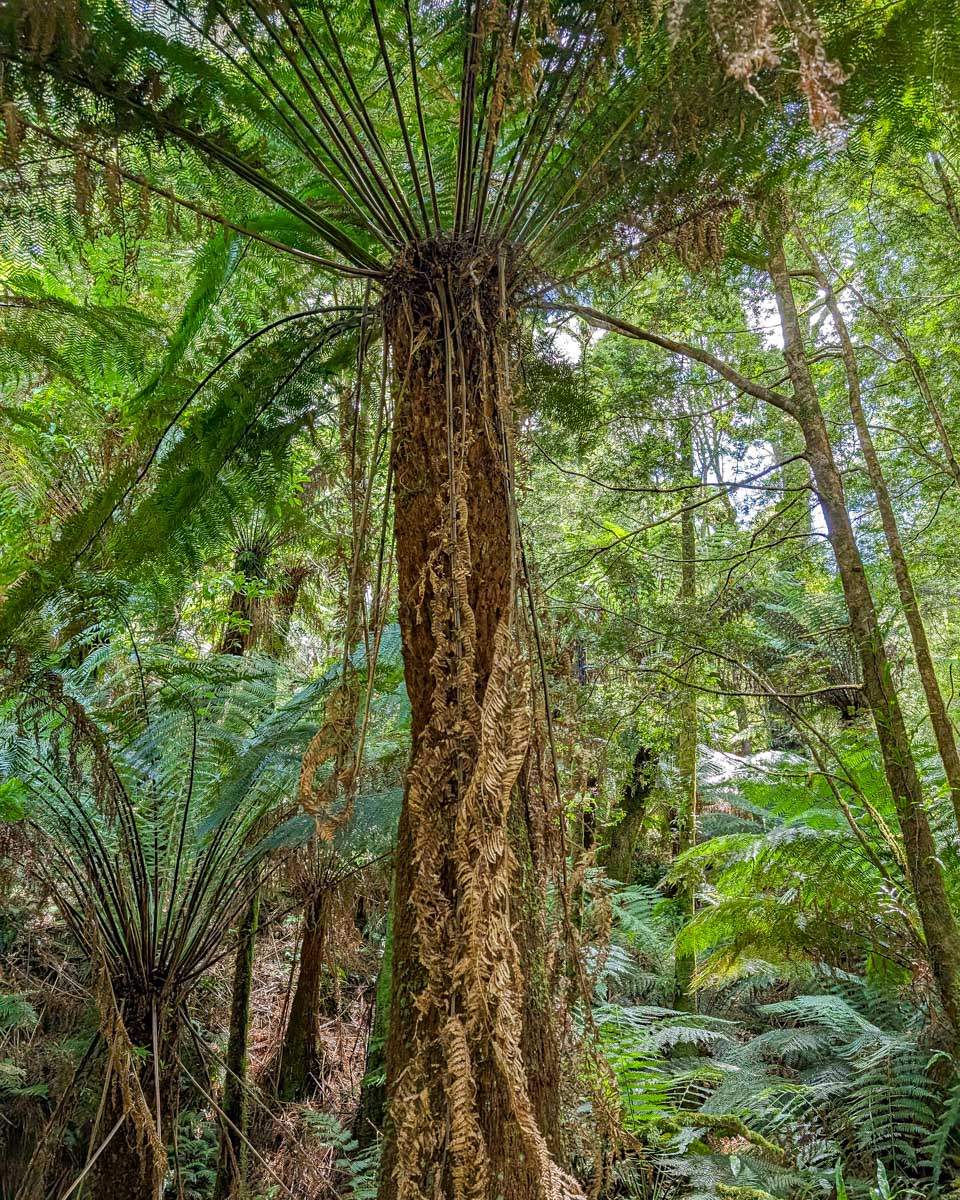 A tree at Maits Rest Rainforest Walk on the Great Ocean Road