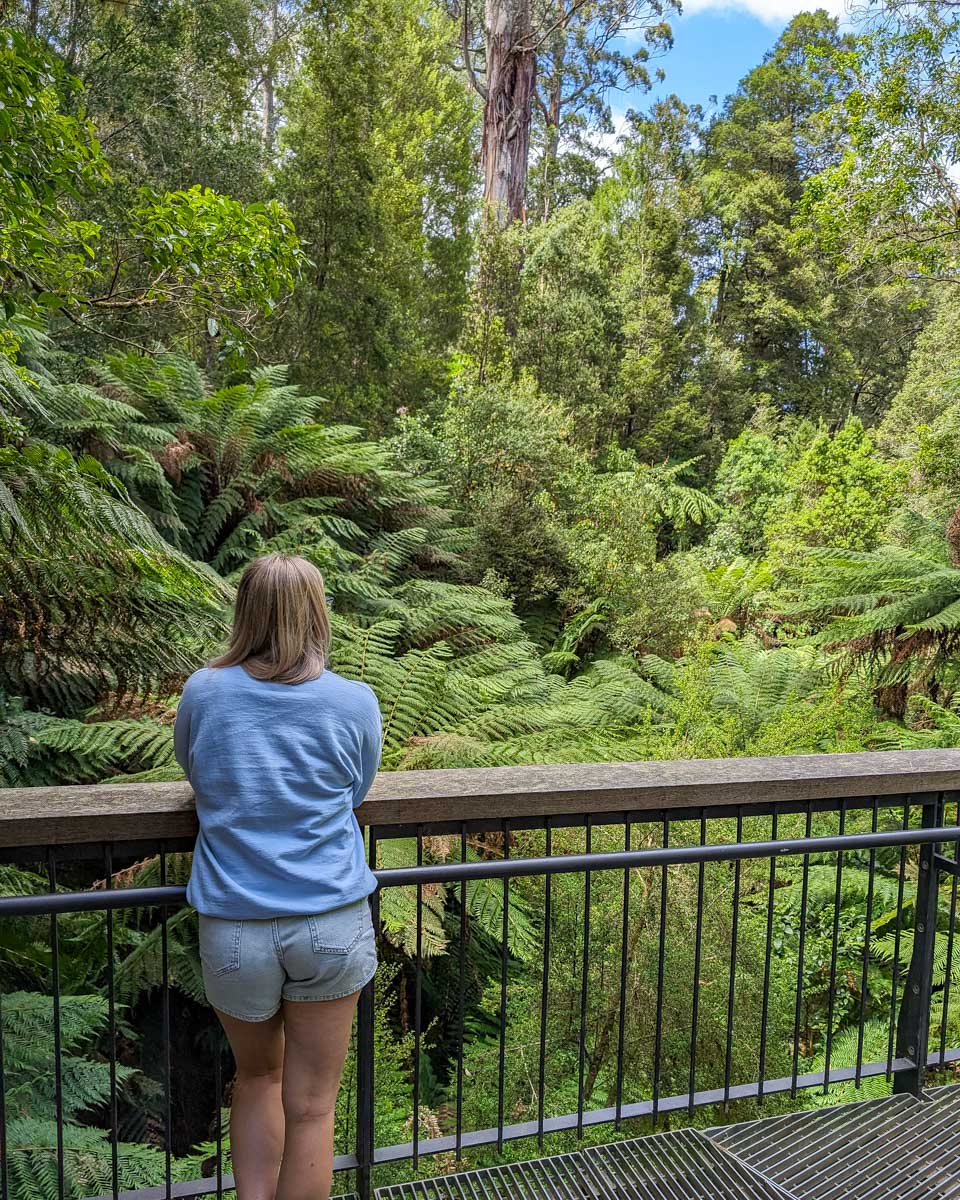 Bailey at Maits Rest Rainforest Walk on the Great Ocean Road