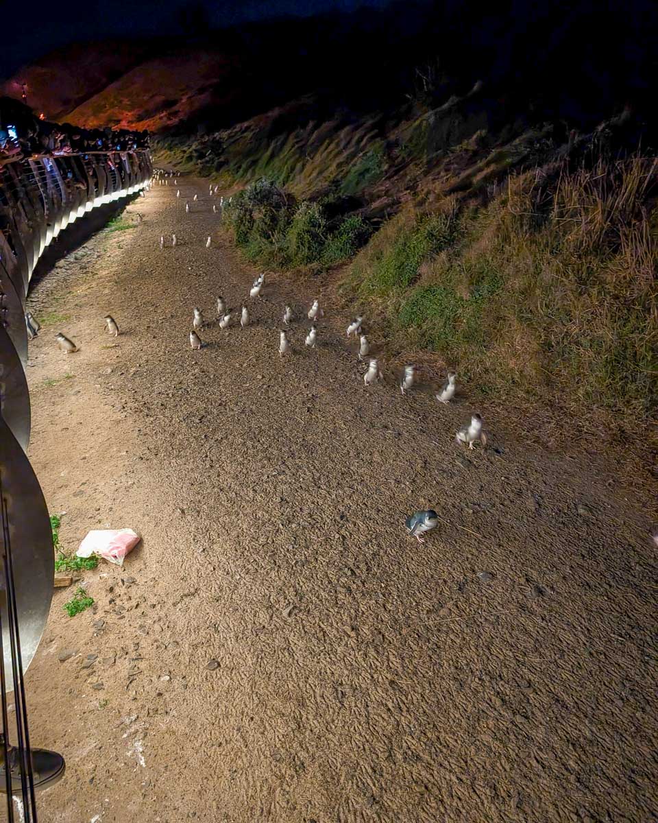 Penguins on parade at Phillip Island Near Melbourne