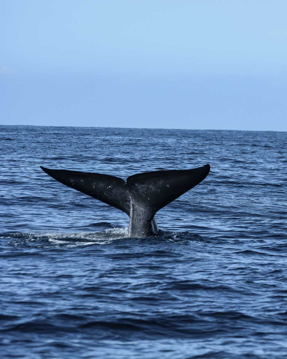 A blue whale tail on a whale watching tour in Mirrisa Sri Lanka