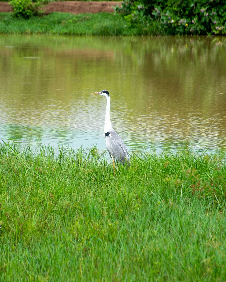 A large bird in in Udawalawe National Park Sri Lanka