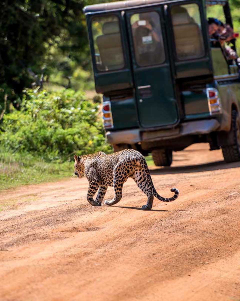 A-leopard-walks-past-a-jeep-in-Yala-National-Park