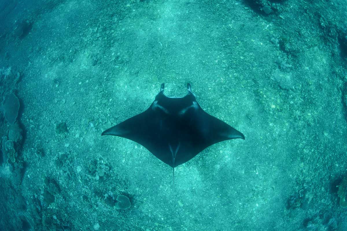 A manta ray swimming on a tour to Nusa Penida Bali-2