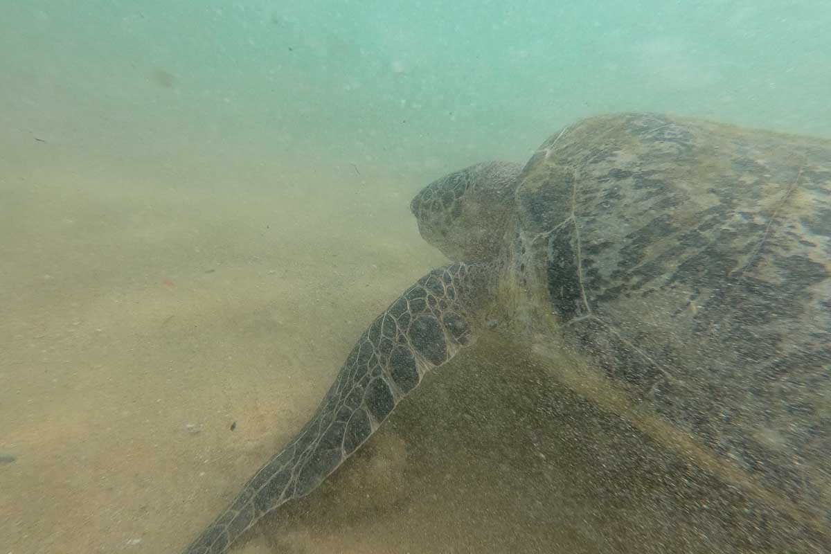 A turtle swims underwater while snorkeling in Mirrisa Sri Lanka