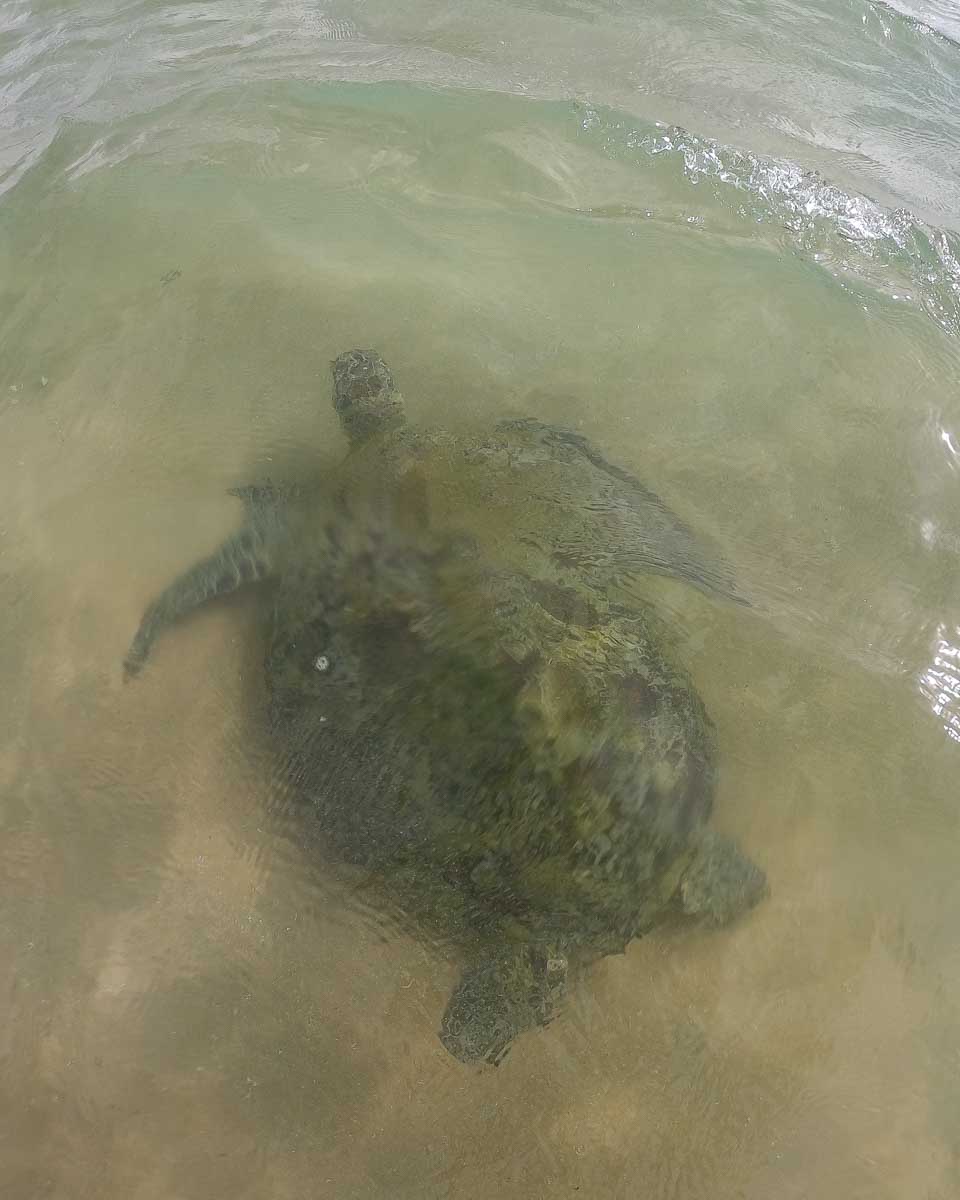 A turtle while snorkeling in Mirrisa Sri Lanka