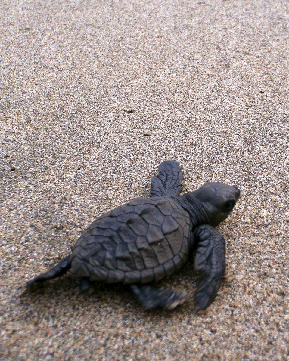 Baby turtle seen in south of Sri Lanka