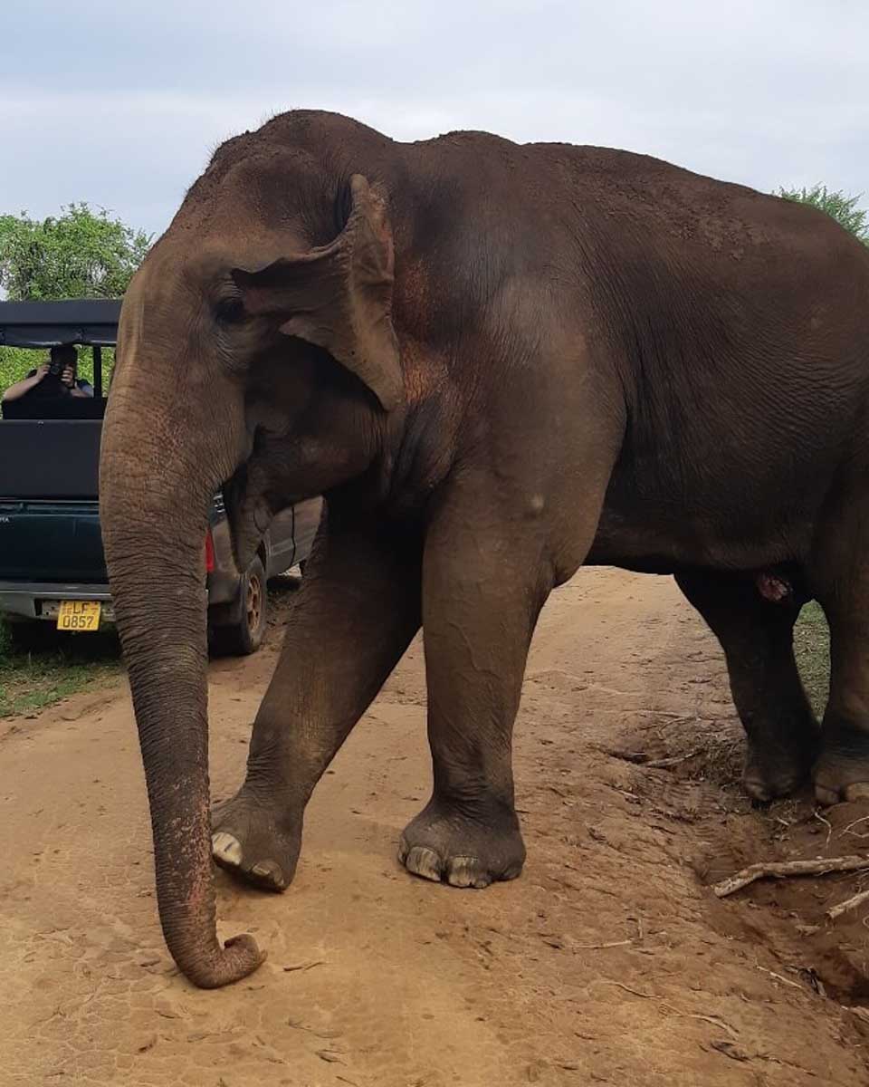 Big elephant in Udawalawe National Park Sri Lanka
