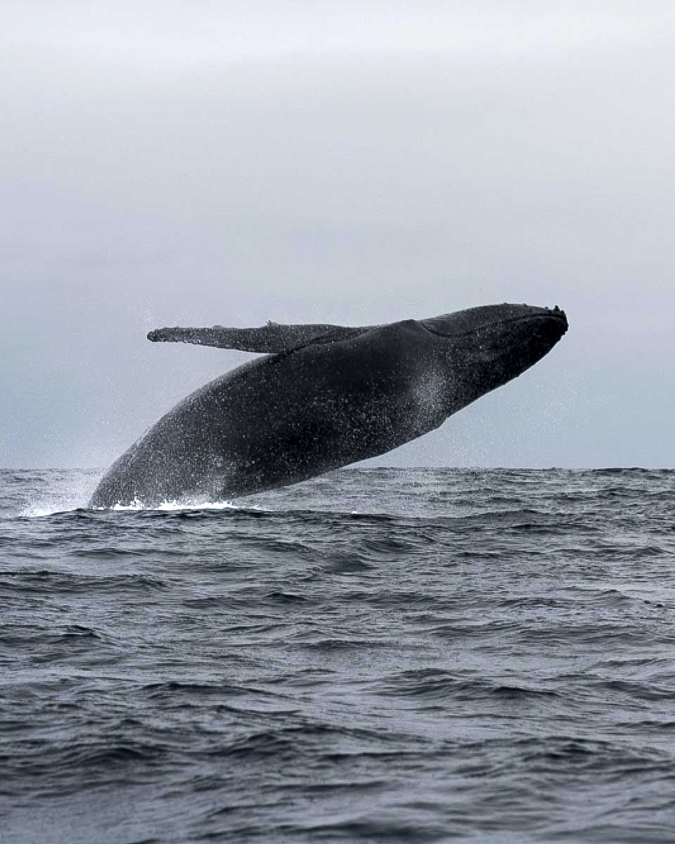 Blue whale jumping on a whale watching tour in Mirrisa Sri Lanka