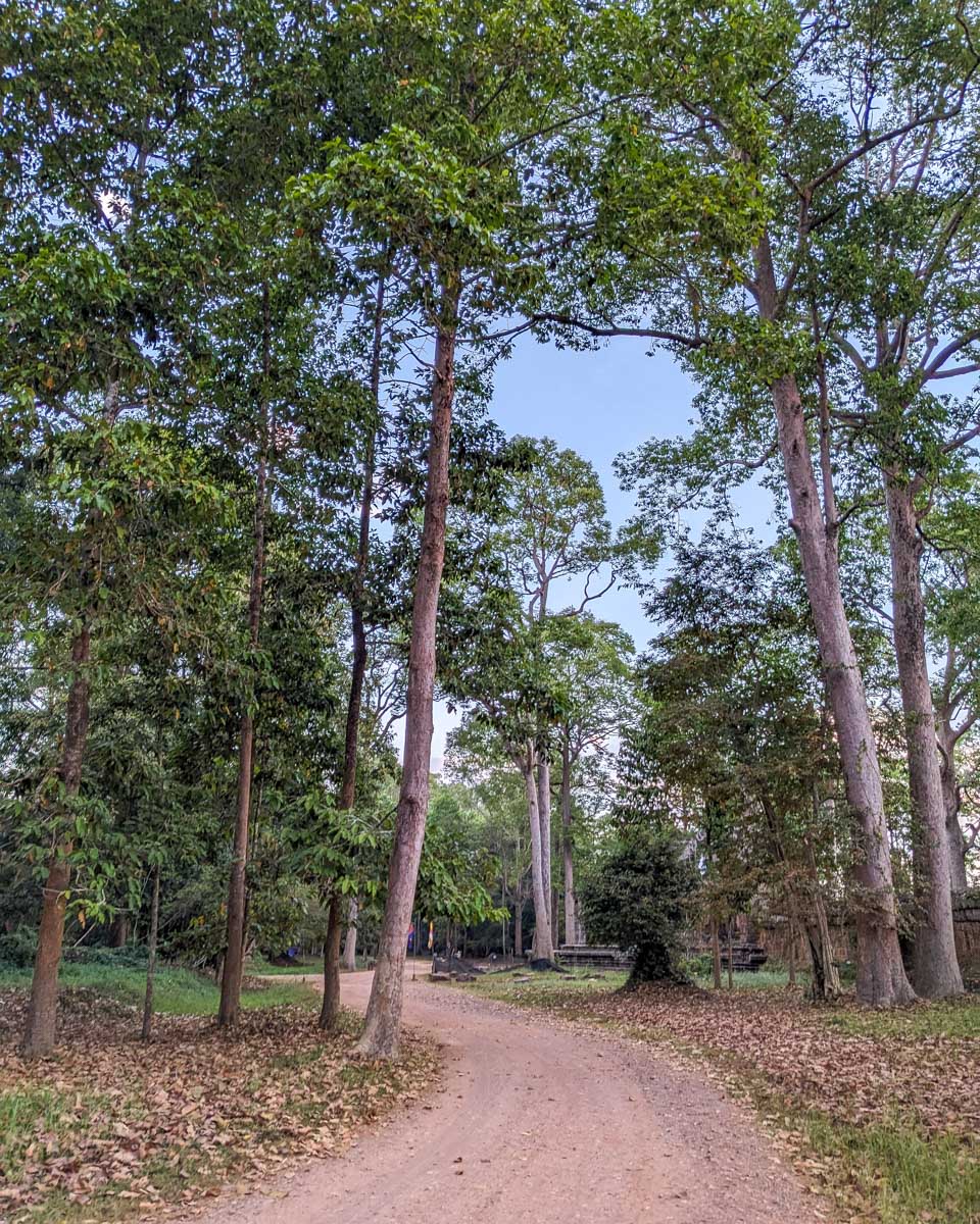 Forest around Angkor Wat Temple Siem Reap Cambodia
