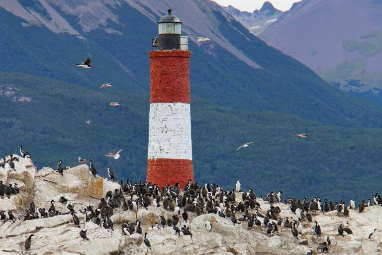 King Cormorants nesting on Bird Island in Ushuaia Argentina