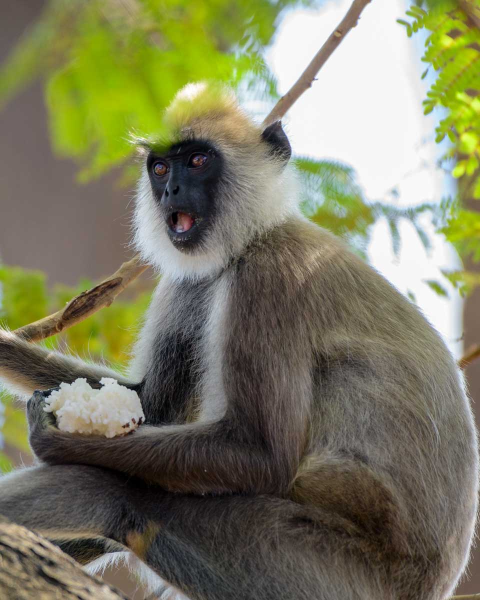Langur eating in Udawalawe National Park Sri Lanka