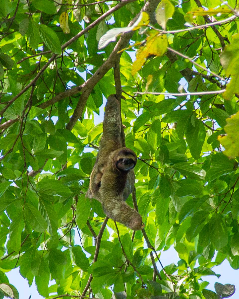 Sloth seen on the Panama Canal Panama City Panama