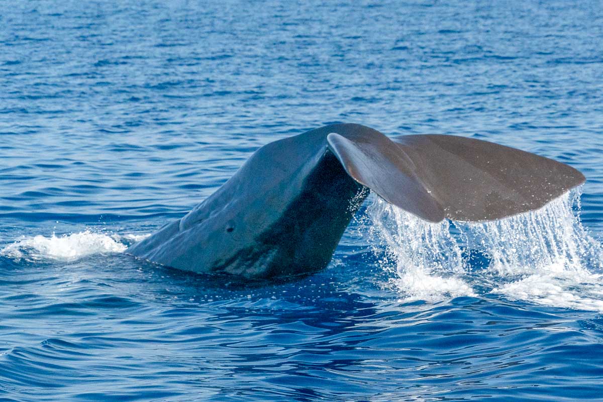 Sperm whale tail on a whale watching tour in Mirrisa Sri Lanka
