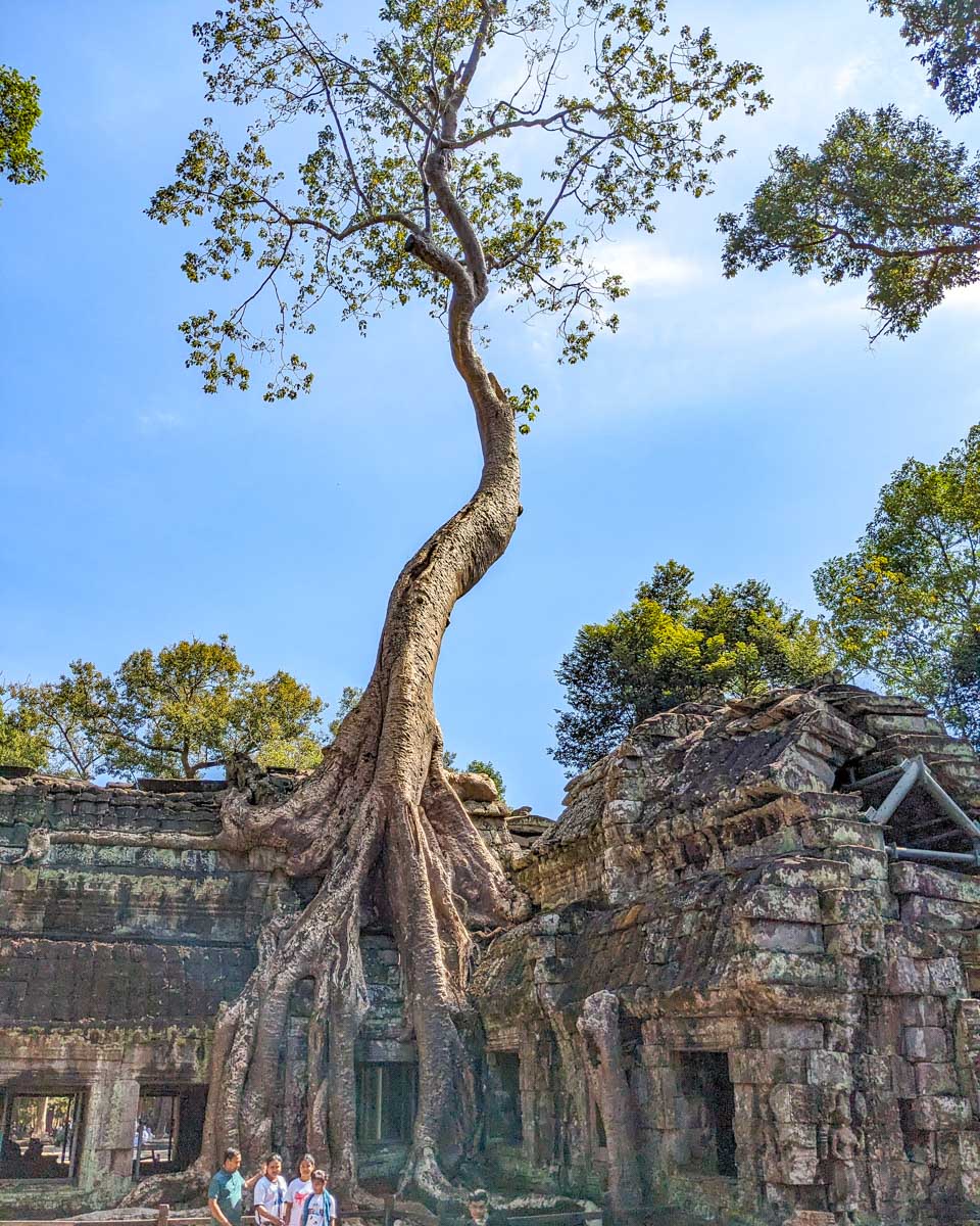 Ta Prohm Temple Angkor Wat Siem Reap Cambodia
