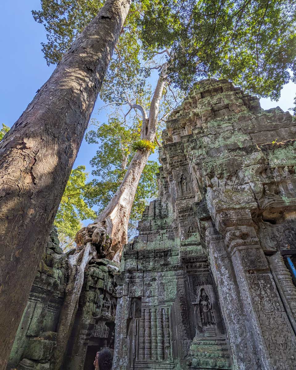 Ta Prohm Temple tree Angkor Wat Siem Reap Cambodia