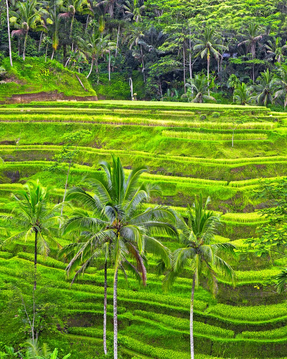 Tegalalang Rice Terrace full shot in Ubud Bali
