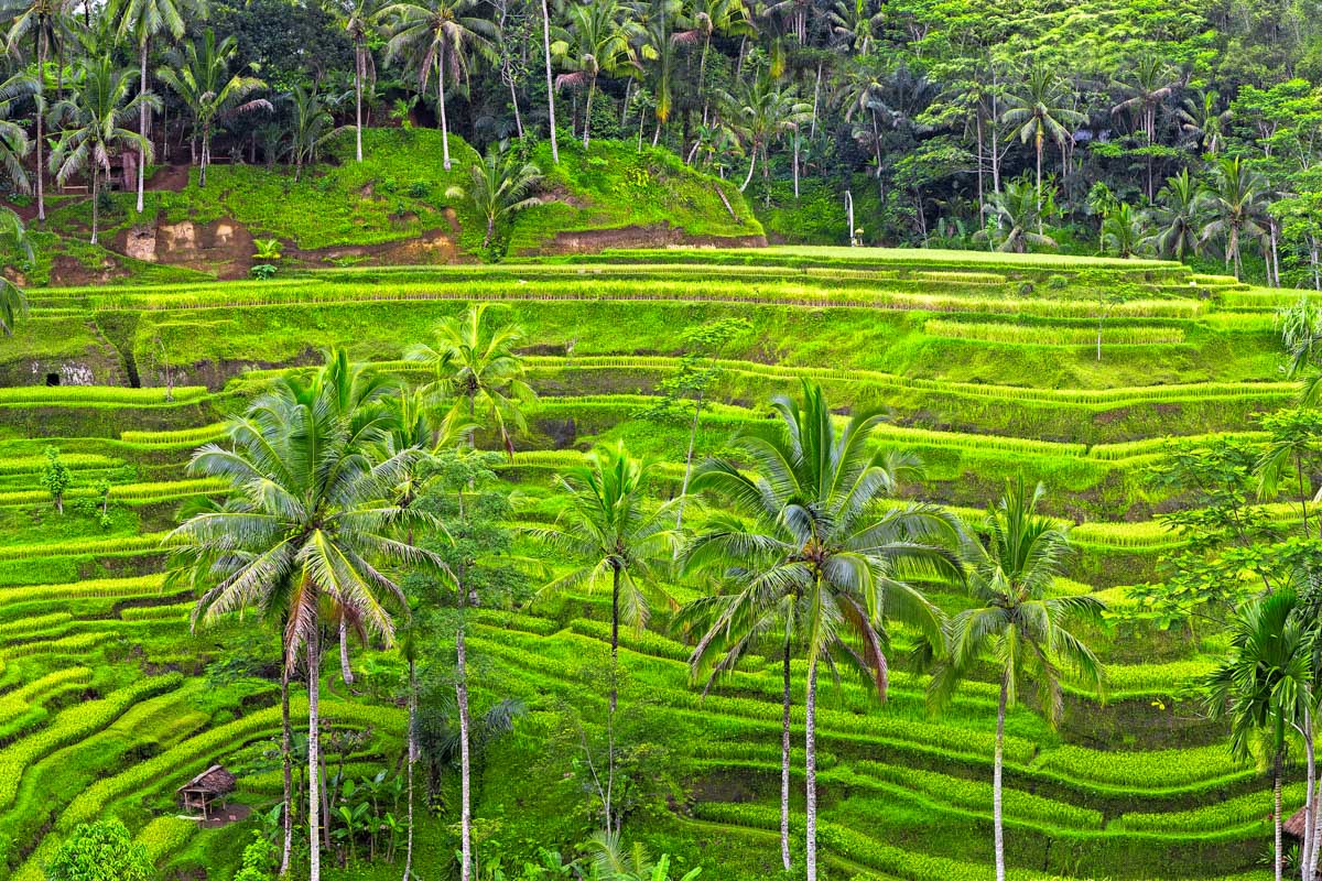 Tegalalang Rice Terrace full shot in Ubud Bali