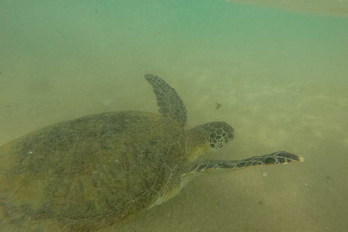 Turtle on the sand bed while snorkeling in Mirrisa Sri Lanka