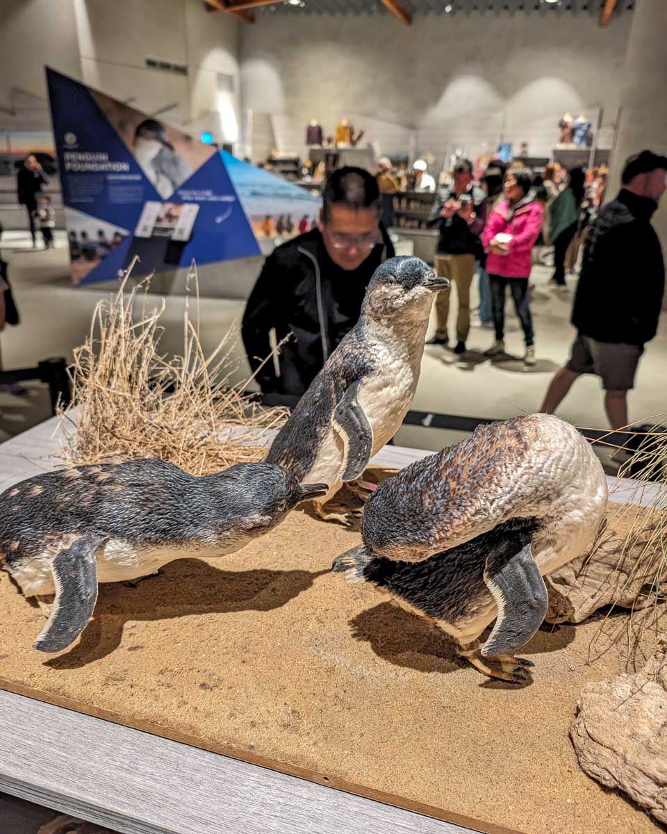 A display about fairy penguins on Phillip Island Australia