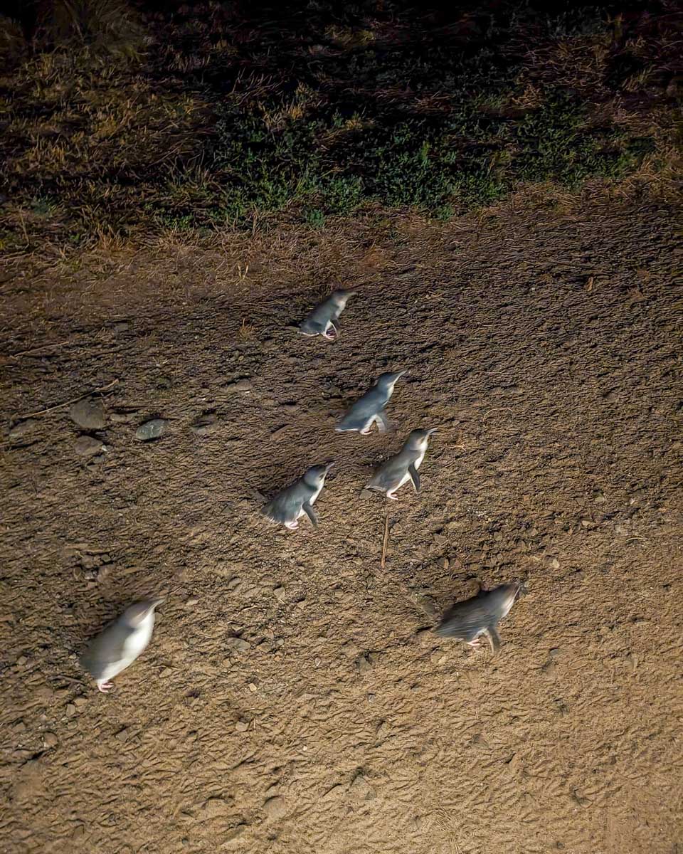 Fairy penguins at night on Phillip Island Australia