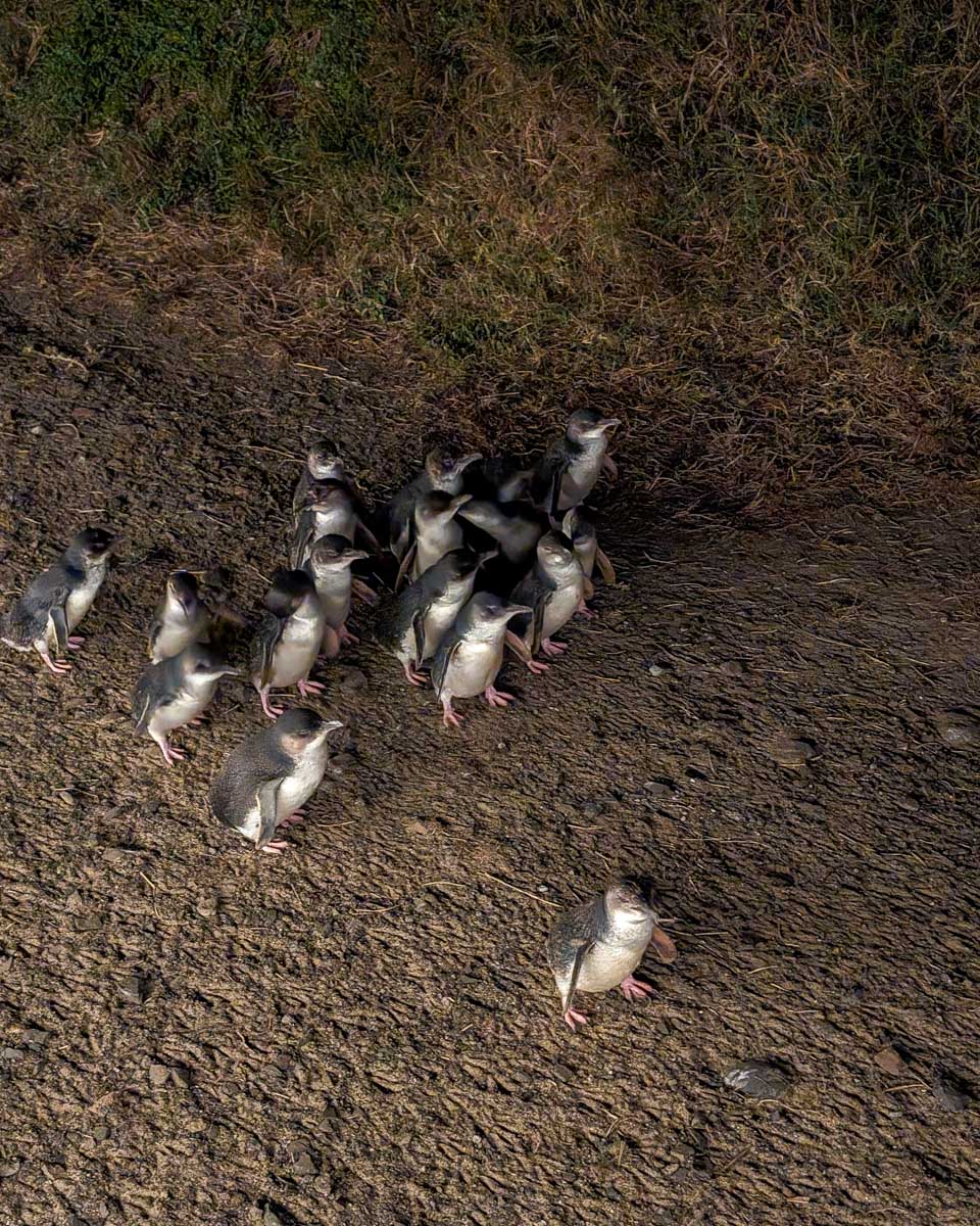 close up of fairy penguins on Phillip Island Australia
