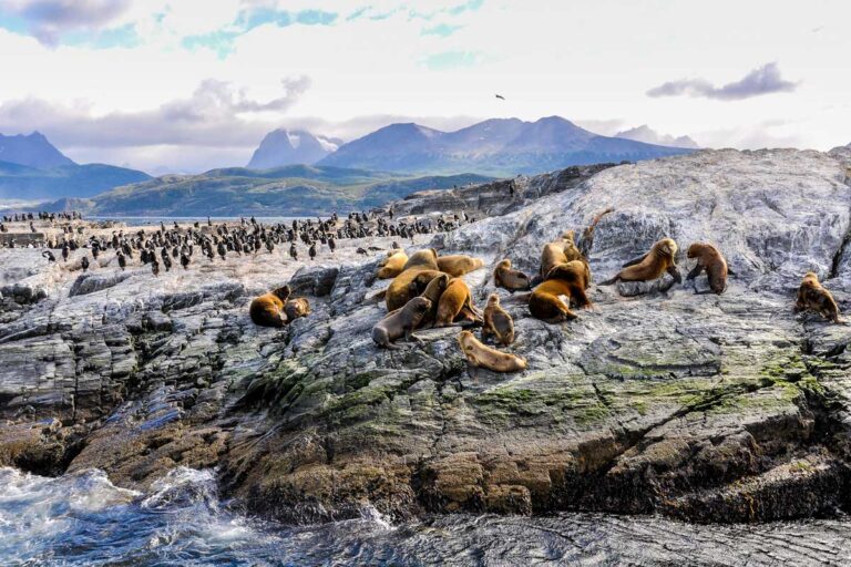 A group of seals on a rock at Beagle Channel near Ushuaia, Argentina