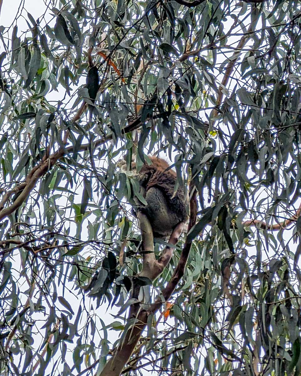 A koala in a tree at the koala reserve on Phillips Island Australia