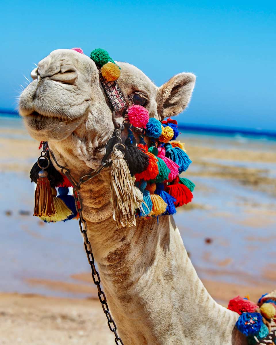 Camel at the beach in Cabo Mexico