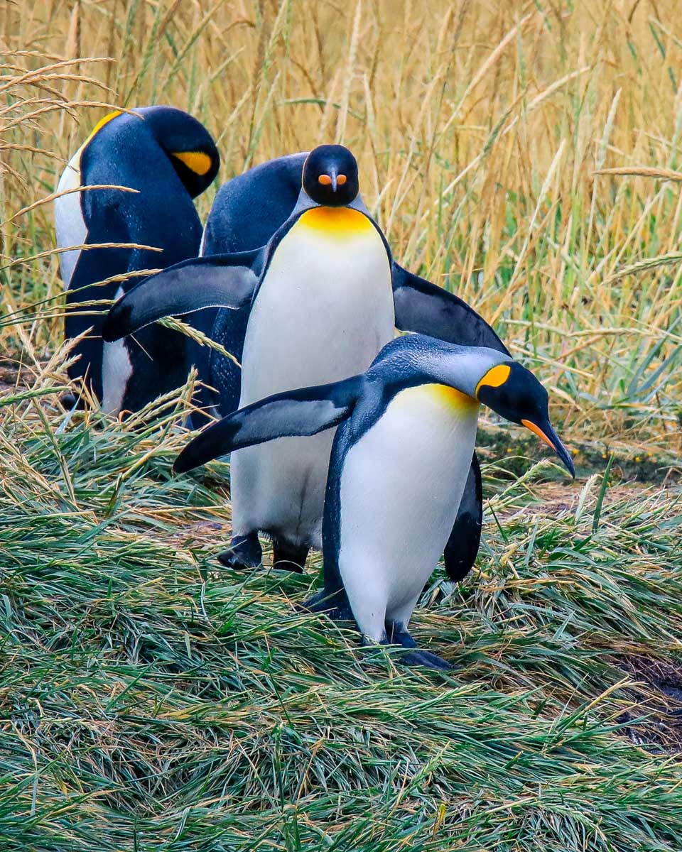 Large penguins seen on the Beagle Channel near Ushuaia, Argentina