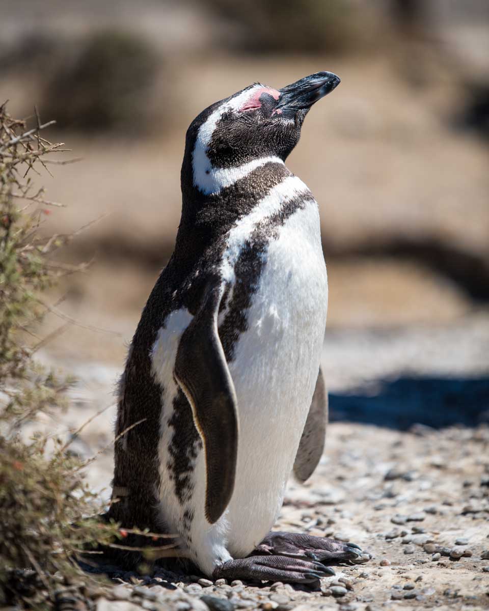 Penguins on Isla Magdelena