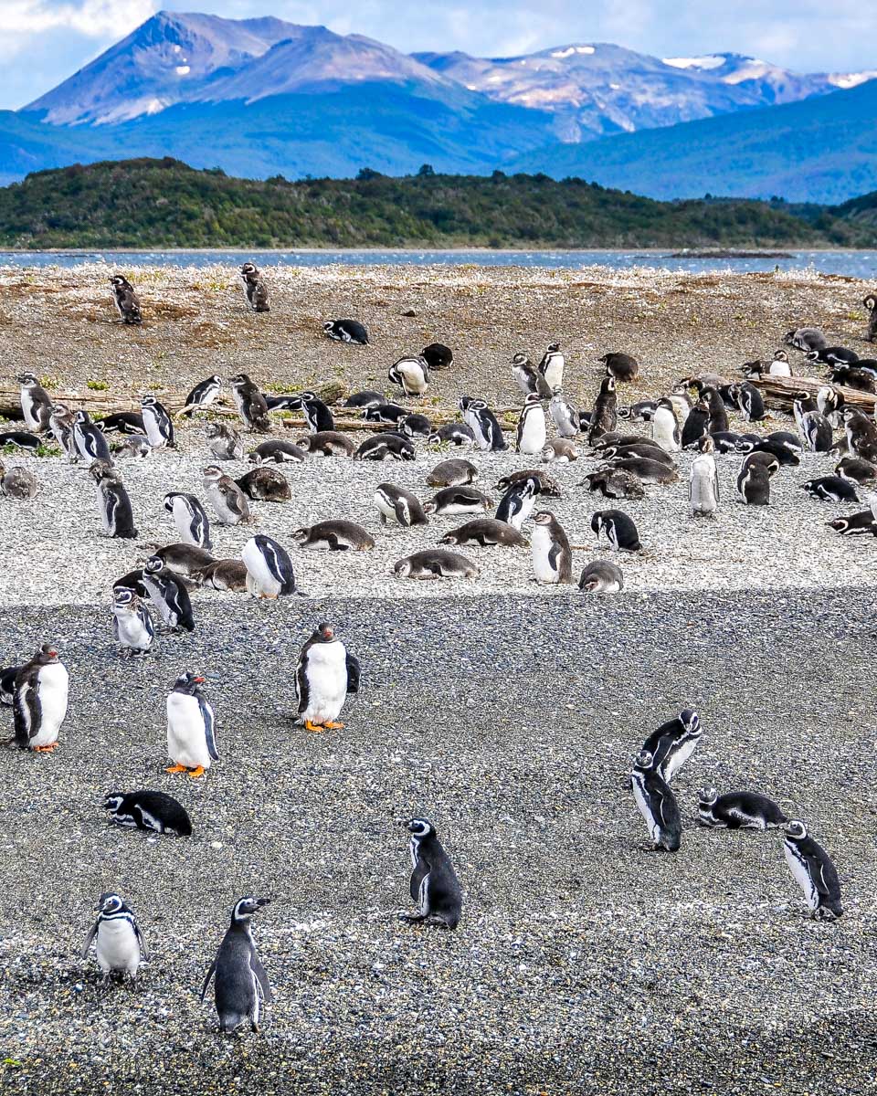 Penguins seen on the Beagle Channel near Ushuaia, Argentina