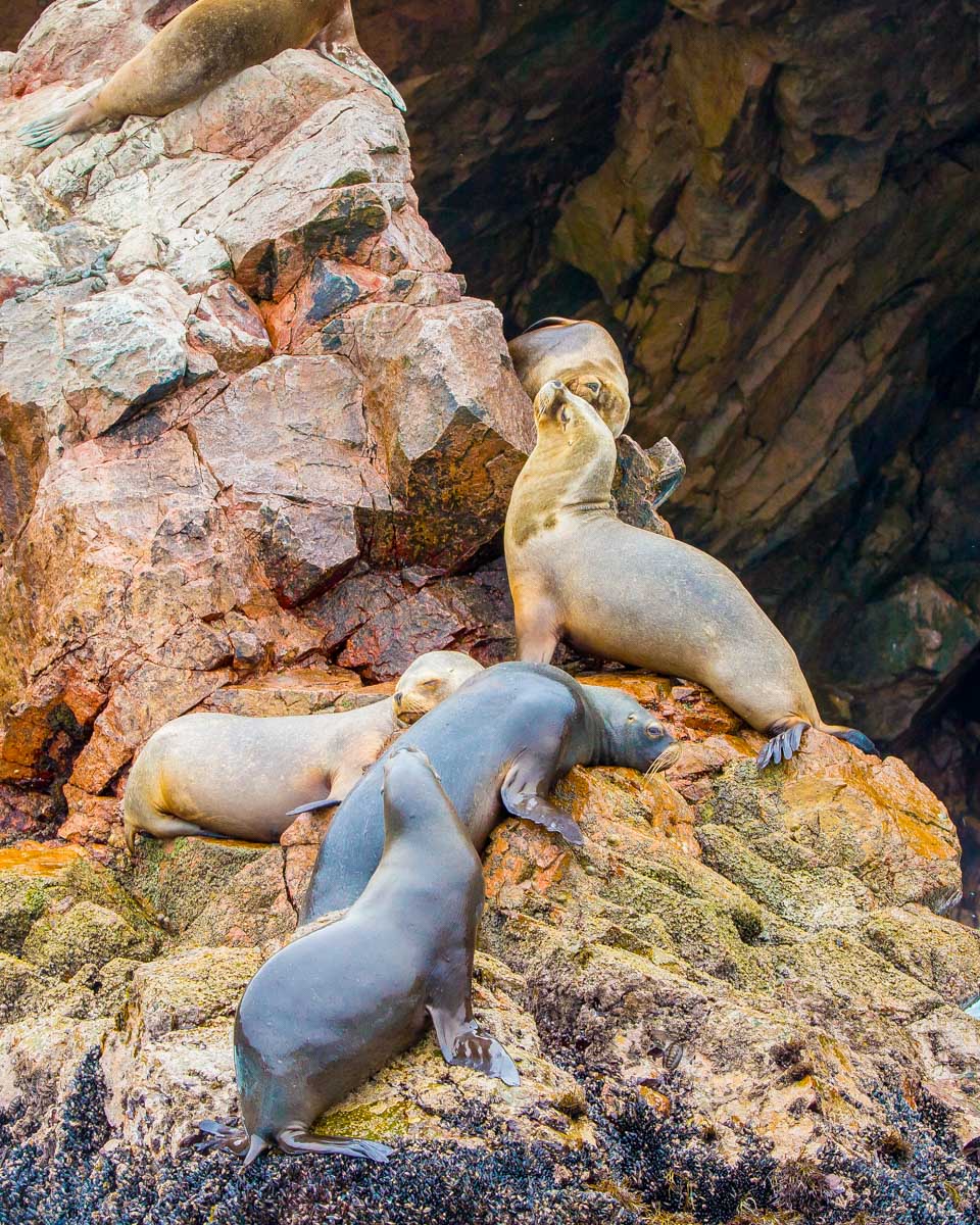 Seals at Isla Ballestas Peru