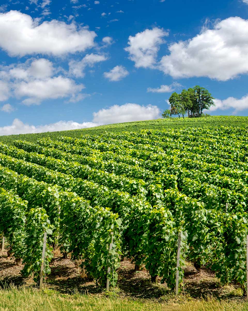 Vineyard in Remis France on a wine tour