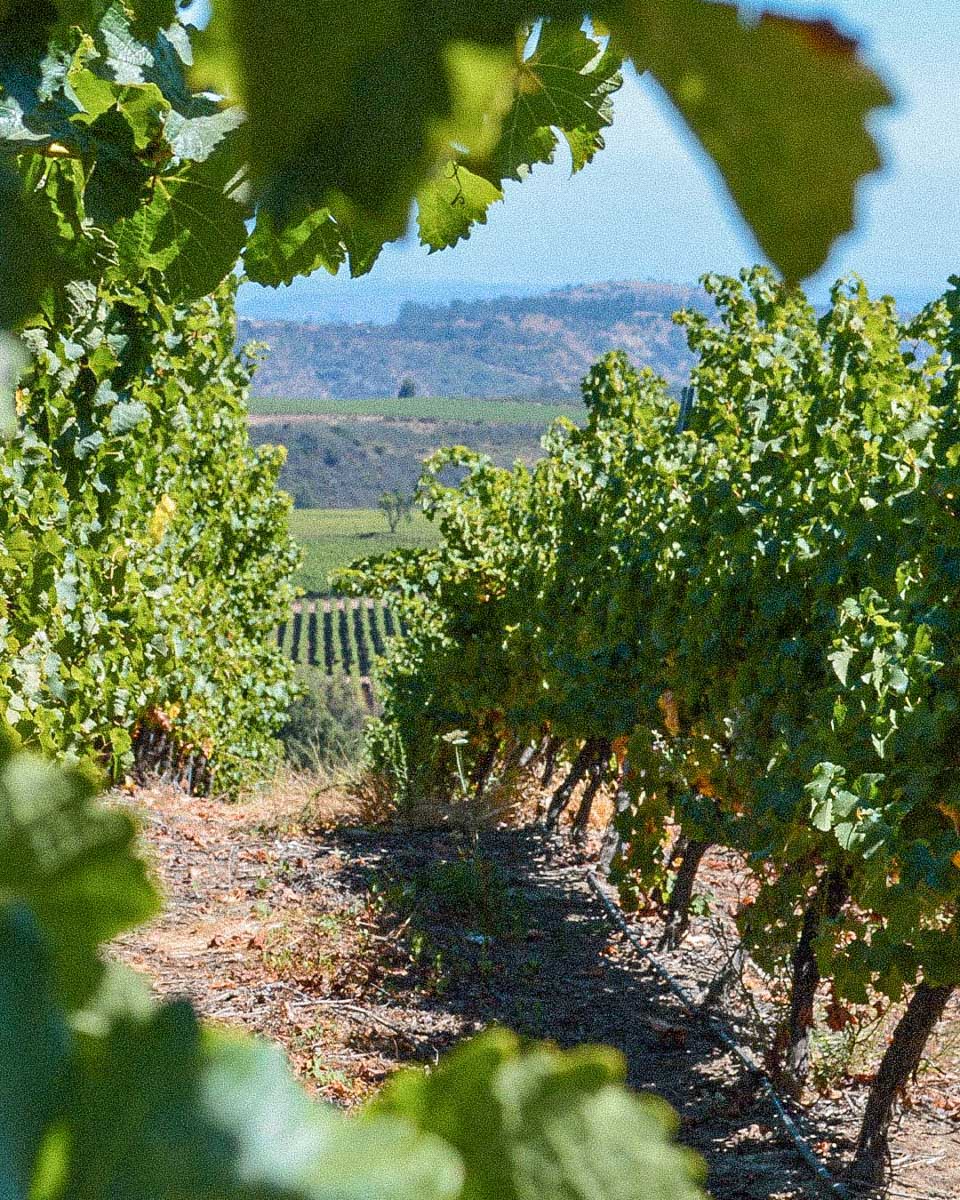 Vineyard in Santiago Chile Concha y Toro