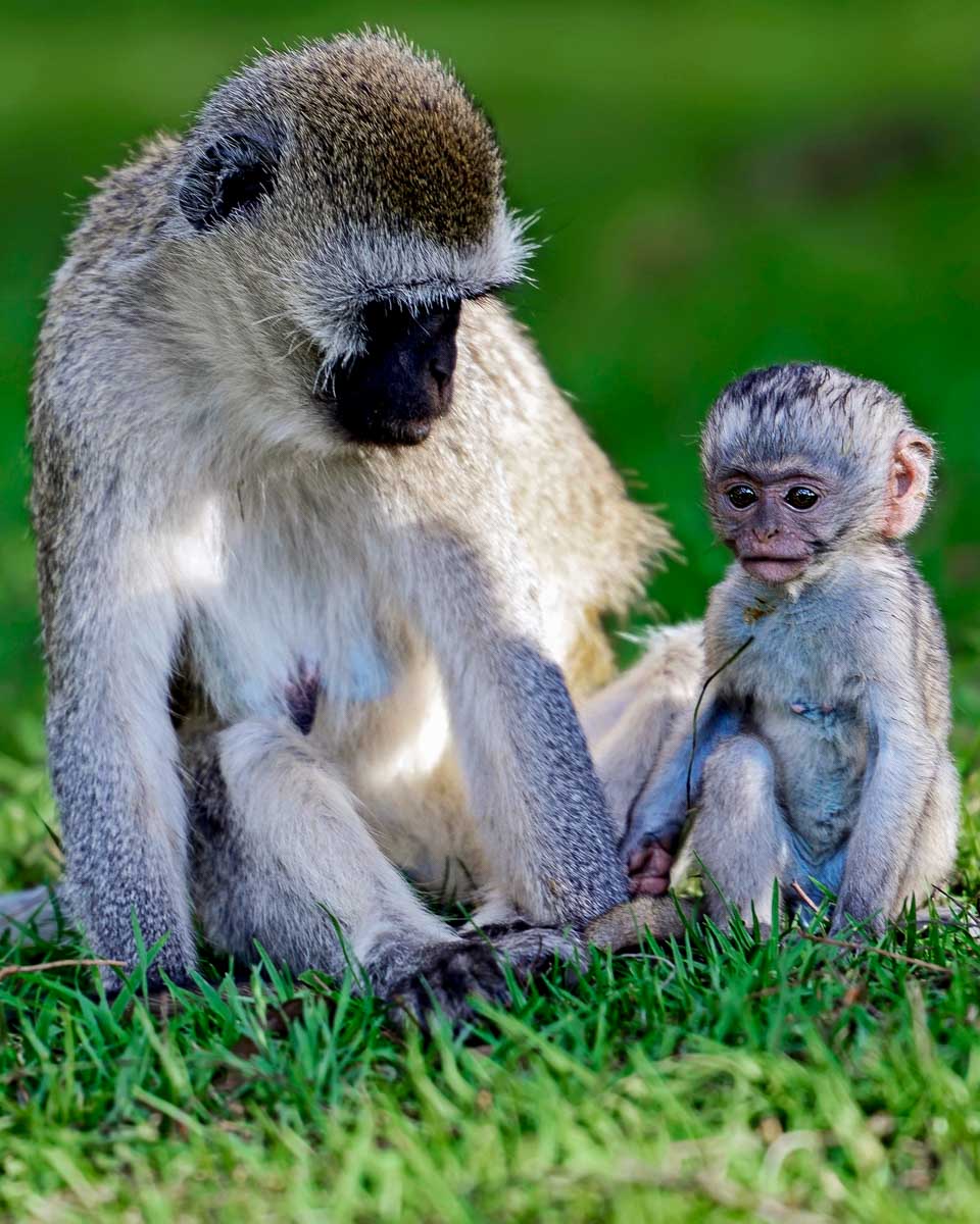 A Vervet monkey mother and baby on a tour from Barbados